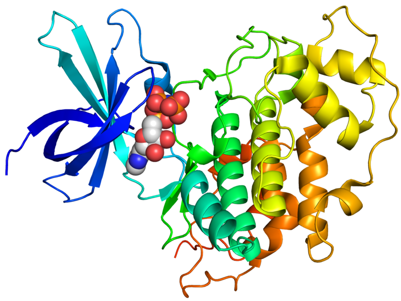 Crystallographic structure of human GSK-3.Source: BY-SA 3.0