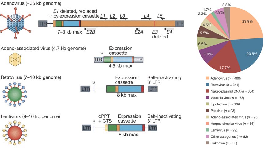 German Gene therapy Biotech Breakthrough in Viral Vectors