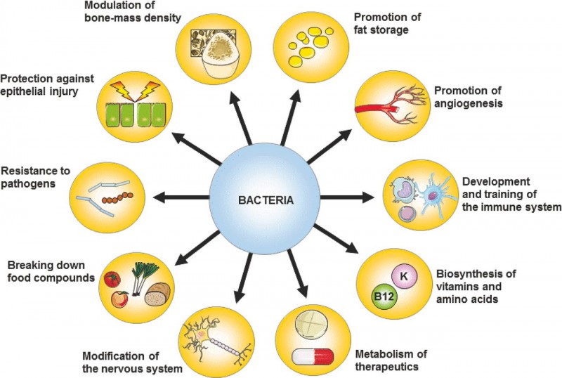 skin diseases in human