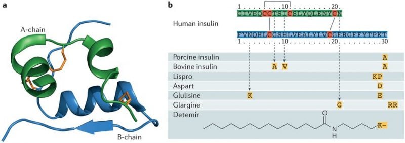 Insulin modifications for diabetes