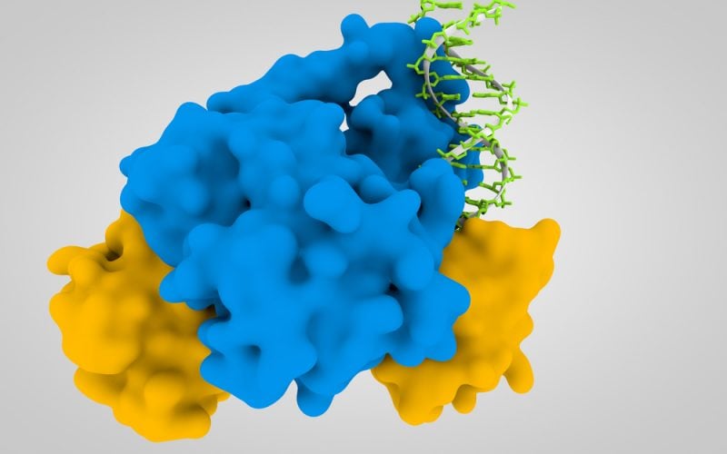 Genfit Elafibranor Mechanism