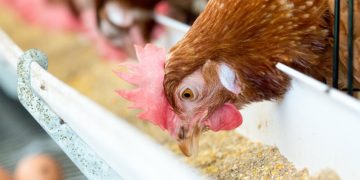 Chicken feeding - Novozymes article